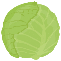 Cabbage